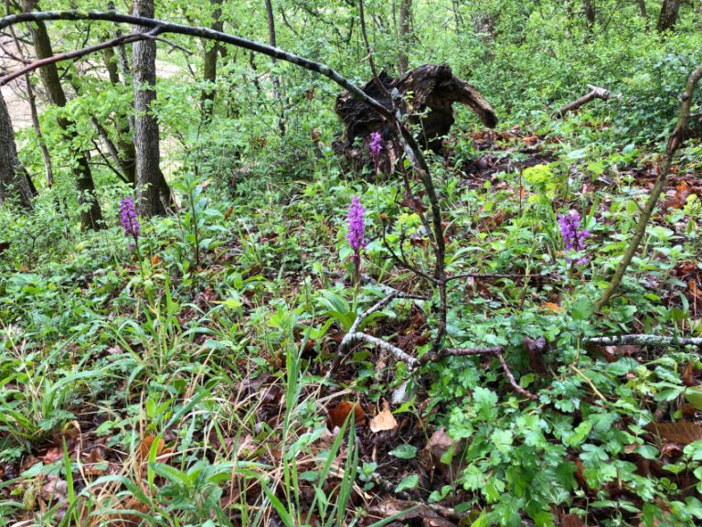 Steinbuck – Vielfalt auf kleinem Raum