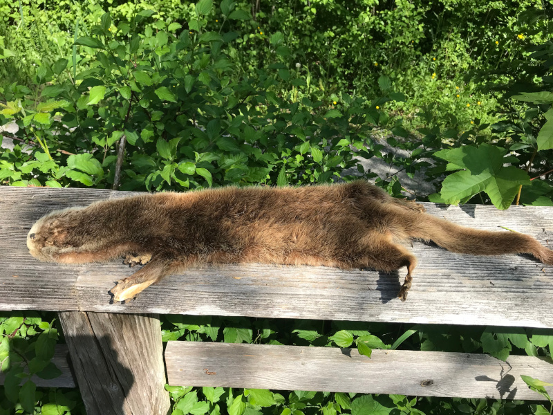 Nahaufnahme eines Fischotters auf einem Holzgeländer