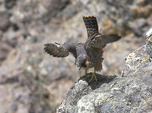 Wanderfalke im Flug