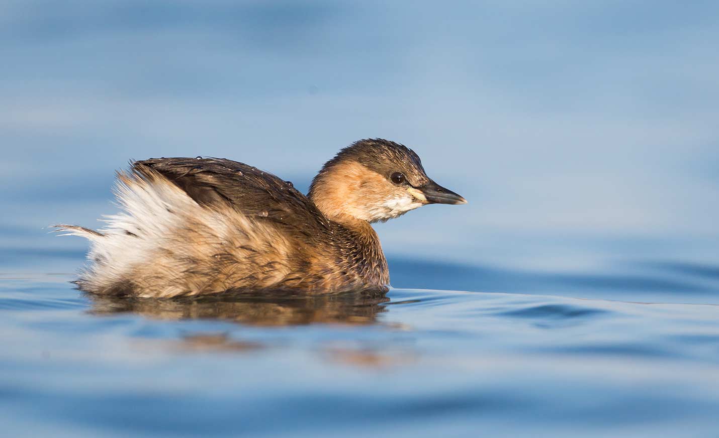 Zwergtaucher schwimmt auf blauem Wasser