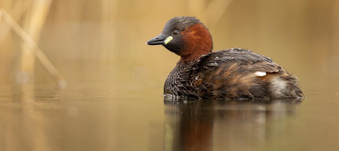 Vogel des Jahres 2024 – Zwergtaucher