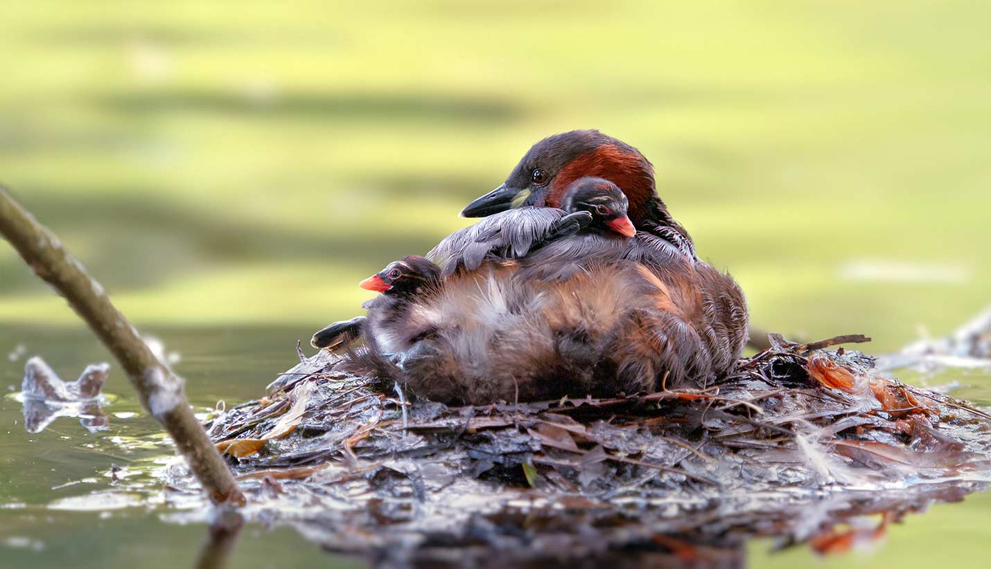 Zwergtaucher wärmt zwei Junge in einem Nest