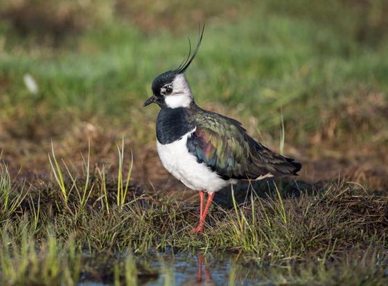 Vogel des Jahres 2019 – Kiebitz